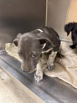 A1882016 -  Pit Bull Terrier Dog for Adoption in Riverside, California - A1882016 | PetCurious