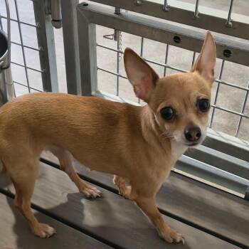 Zarina -  Chihuahua and Mixed Breed Dog for Adoption in Moses Lake, Washington - Zarina | PetCurious