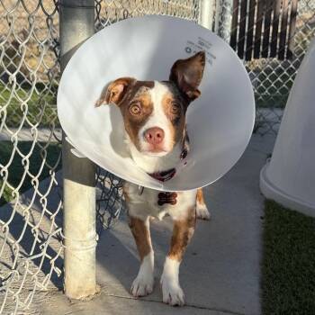 Rusty -  Chihuahua and Mixed Breed Dog for Adoption in Cody, Wyoming - Rusty | PetCurious