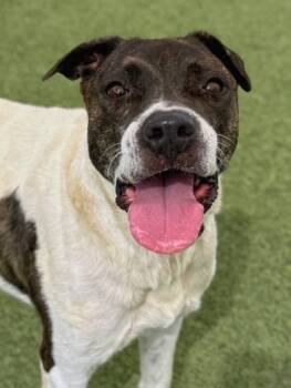 Rescue Mixed Breed Dogs for Adoption in Fort Worth, Texas - Kiara | PetCurious