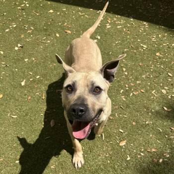 Gibson -  Mixed Breed Dog for Adoption in Titusville, Florida - Gibson | PetCurious