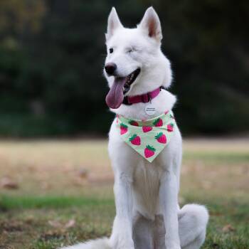Ariel -  Husky and White German Shepherd Dog for Adoption in Torrance, California - Ariel | PetCurious