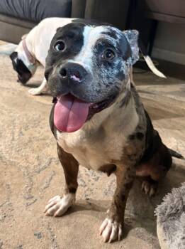 Mosaic -  American Bulldog Dog for Adoption in Germantown, Ohio - Mosaic | PetCurious