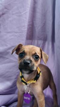 Rescue Jack Russell Terrier and Chihuahua Dogs for Adoption in West Hollywood, California - Jackie | PetCurious