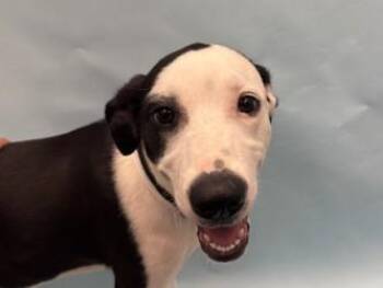 Danni -  Hound and Mixed Breed Dog for Adoption in Golden Valley, Minnesota - Danni | PetCurious