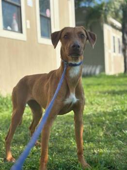 Rescue Doberman Pinscher Dogs for Adoption in Lorida, Florida - Rosie | PetCurious