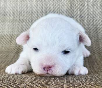 Shichon Dogs Available for Sale - Noah | PetCurious