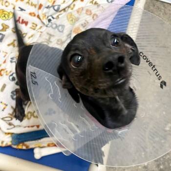 Chihuahua and Mixed Breed Dogs Available for Adoption in Woodinville, Washington - Butters | PetCurious