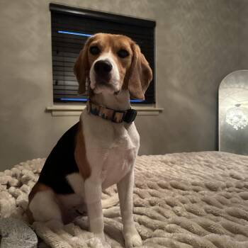 Elroy -  Beagle Dog for Adoption in Chicago, Illinois - Elroy | PetCurious
