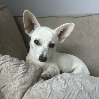 Maple -  Chihuahua Dog for Adoption in Los Angeles, California - Maple | PetCurious