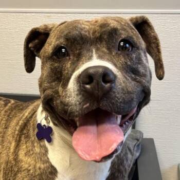 Mixed Breed Dogs Available for Adoption in Lansing, Michigan - Meloetta | PetCurious