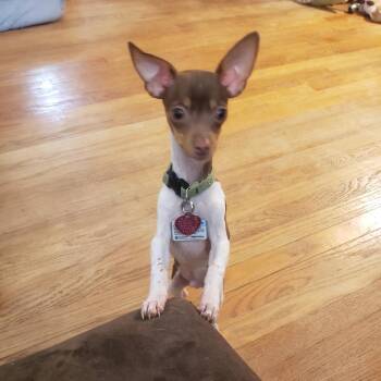 Chihuahua Dogs Available for Adoption in Saratoga Springs, New York - Gavin | PetCurious