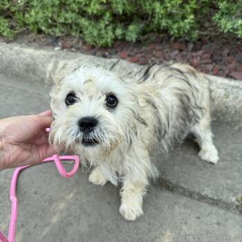 Magenta -  Terrier Dog for Adoption in Harlingen, Texas - Magenta | PetCurious