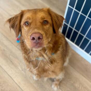 Australian Shepherd and Great Pyrenees Dogs Available for Adoption in Chesapeake, Virginia - Peach | PetCurious