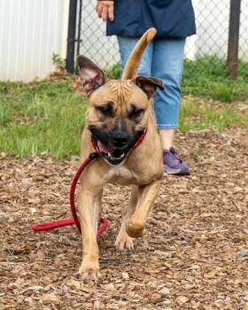 Mixed Breed Dogs Available for Adoption in Chamblee, Georgia - Spinach | PetCurious