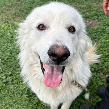 Rescue Great Pyrenees Dogs for Adoption in Austin, Texas - Bumble JuM | PetCurious
