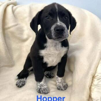 Labrador Retriever and Terrier Dogs Available for Adoption - HOPPER | PetCurious