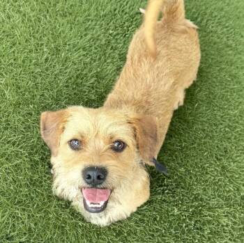 Norfolk Terrier and Mixed Breed Dogs Available for Adoption in Fort Myers, Florida - Oliver | PetCurious