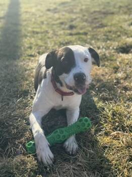 Mixed Breed Dogs Available for Adoption - Oreo (26-044 D) | PetCurious