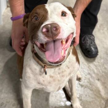 Missy -  Pit Bull Terrier Dog for Adoption in Mcpherson, Kansas - Missy | PetCurious