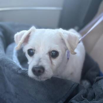 Benny -  Mixed Breed Dog for Adoption - Benny | PetCurious