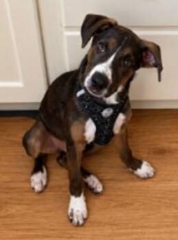 Clooney -  Mixed Breed Dog for Adoption in Freedom, Wisconsin - Clooney | PetCurious