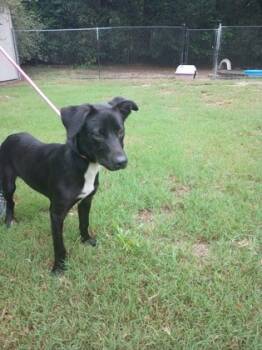 Rescue Labrador Retriever and Mixed Breed Dogs for Adoption in Moultrie, Georgia - Batman | PetCurious
