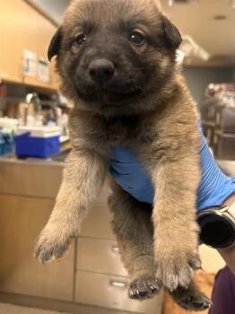 PHINEAS FYLNN -  German Shepherd Dog Dog for Adoption in Riverside, California - PHINEAS FYLNN | PetCurious