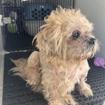 Boo-boo -  Mixed Breed and Shih Tzu Dog for Adoption in Durant, Oklahoma - Boo-boo | PetCurious