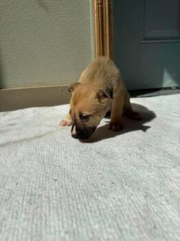 U8 Cricket -  Pit Bull Terrier Dog for Adoption in Ashland, Wisconsin - U8 Cricket | PetCurious