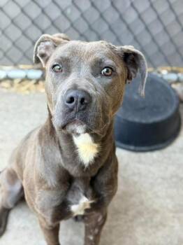 Pit Bull Terrier Dogs Available for Adoption in Chicago, Illinois - Peony | PetCurious