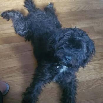 Cocker Spaniel and Mixed Breed Dogs Available for Adoption in Verona, New Jersey - Oreo | PetCurious