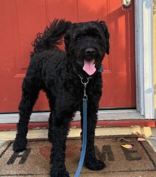 Bernese Mountain Dog and Poodle Dogs Available for Adoption in Palo Alto, California - Filibuster | PetCurious