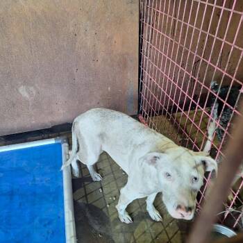 Sansa -  Pit Bull Terrier Dog for Adoption in Madill, Oklahoma - Sansa | PetCurious