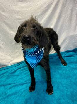 Bolt -  Poodle Dog for Adoption in Lacon, Illinois - Bolt | PetCurious