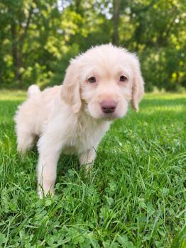 Graham -  Labradoodle Dog for Adoption - Graham | PetCurious