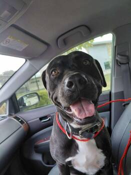 Rescue Labrador Retriever and Pit Bull Terrier Dogs for Adoption in Houston, Texas - Bobo : Love Wrapped In Fur | PetCurious