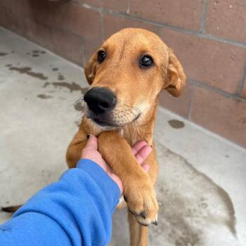 Dewbey -  Black Labrador Retriever and Doberman Pinscher Dog for Adoption in Goleta, California - Dewbey | PetCurious