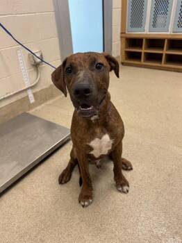 IKE -  Plott Hound and Mixed Breed Dog for Adoption in Grand Prairie, Texas - IKE | PetCurious
