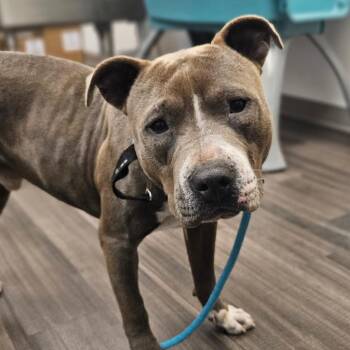 Mixed Breed Dogs Available for Adoption - Benito | PetCurious