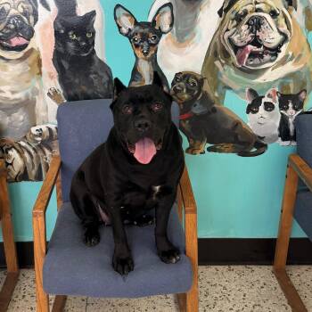 Cane Corso Dogs Available for Adoption - Ida 4056 | PetCurious