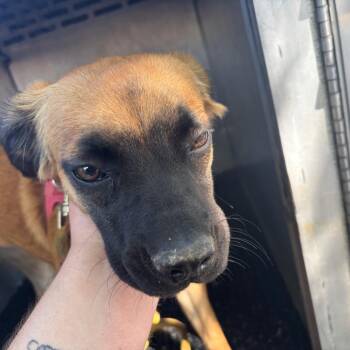 Pipsqueak -  Terrier and Mixed Breed Dog for Adoption in Saint Joseph, Missouri - Pipsqueak | PetCurious