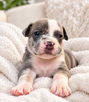 Evren -  English Bulldog Dog for Adoption in Corona, California - Evren | PetCurious