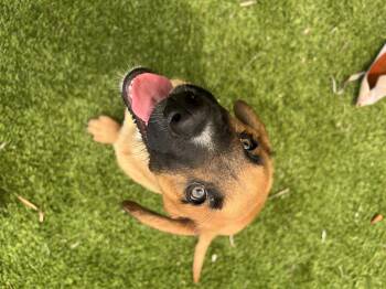 Salem -  Bloodhound Dog for Adoption in North Miami Beach, Florida - Salem | PetCurious