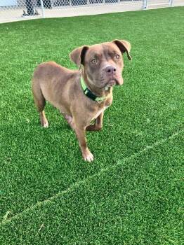 Myrah -  Pit Bull Terrier and Mixed Breed Dog for Adoption in Jackson, Tennessee - Myrah | PetCurious