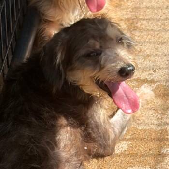 Misty -  Mixed Breed Dog for Adoption in Lake Jackson, Texas - Misty | PetCurious