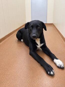Jason -  Black Labrador Retriever Dog for Adoption in Winfield, Kansas - Jason | PetCurious