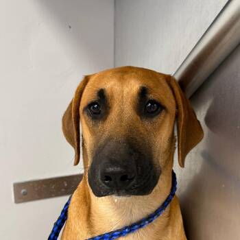 Blon D -  Mixed Breed Dog for Adoption in Greenville, South Carolina - Blon D | PetCurious