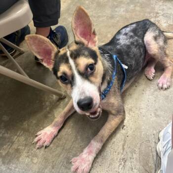 Baxter -  Mixed Breed Dog for Adoption in Houston, Texas - Baxter | PetCurious