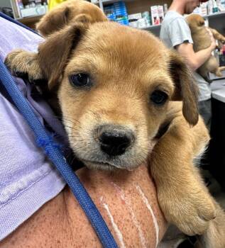 Rescue Mixed Breed Dogs for Adoption in Lake City, Arkansas - Scarla | PetCurious